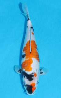 Thumbnail for Showa - 34cm REF:19362