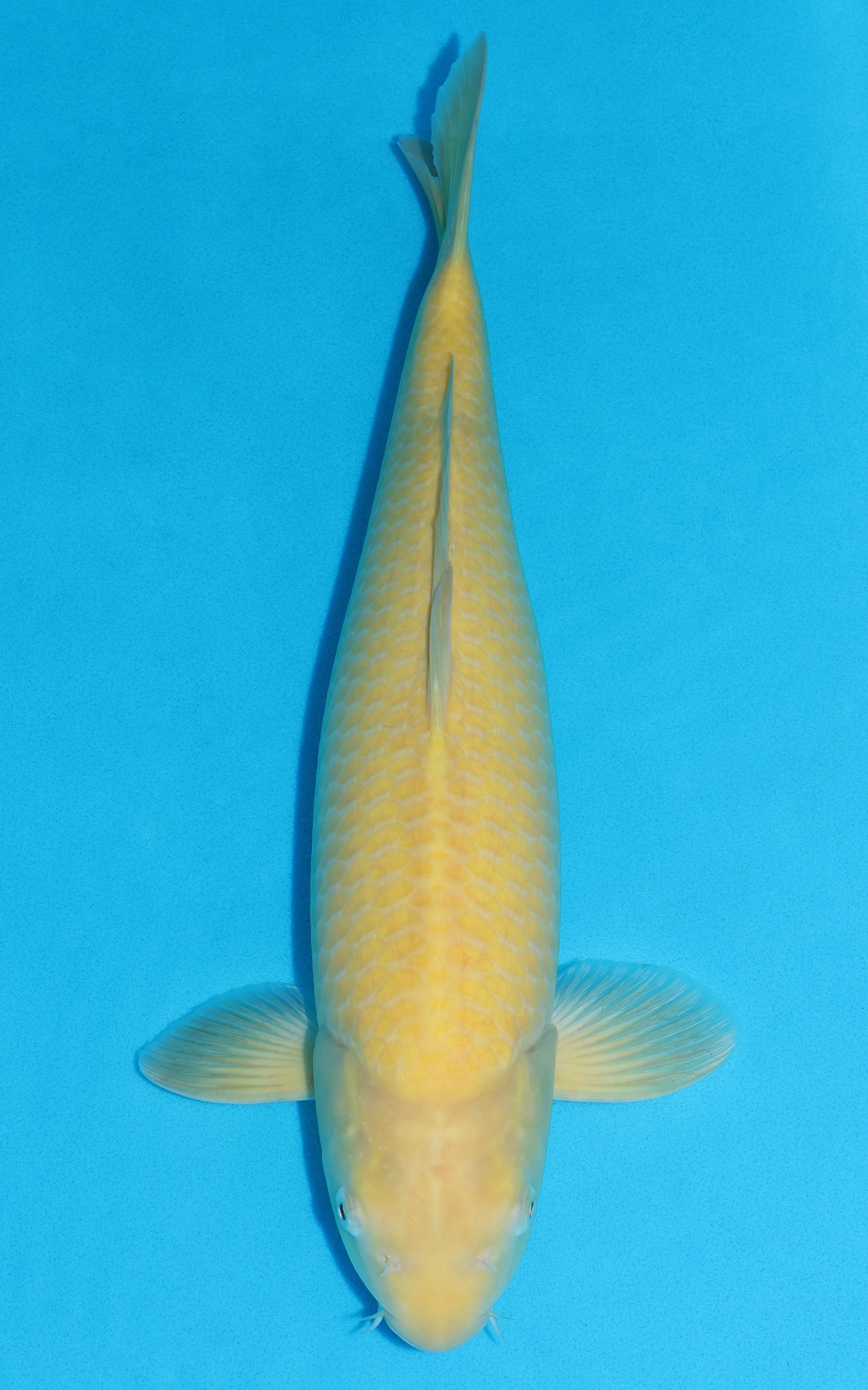 Karashigoi - 46cm REF:446