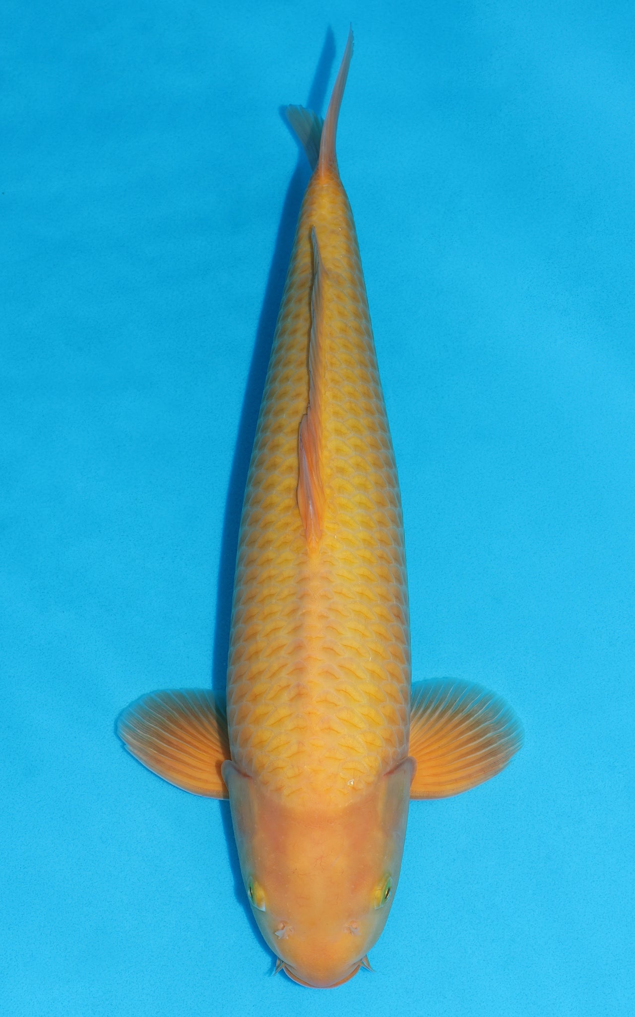 Karashigoi - 51cm REF:448