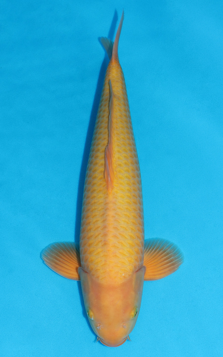 Karashigoi - 51cm REF:448