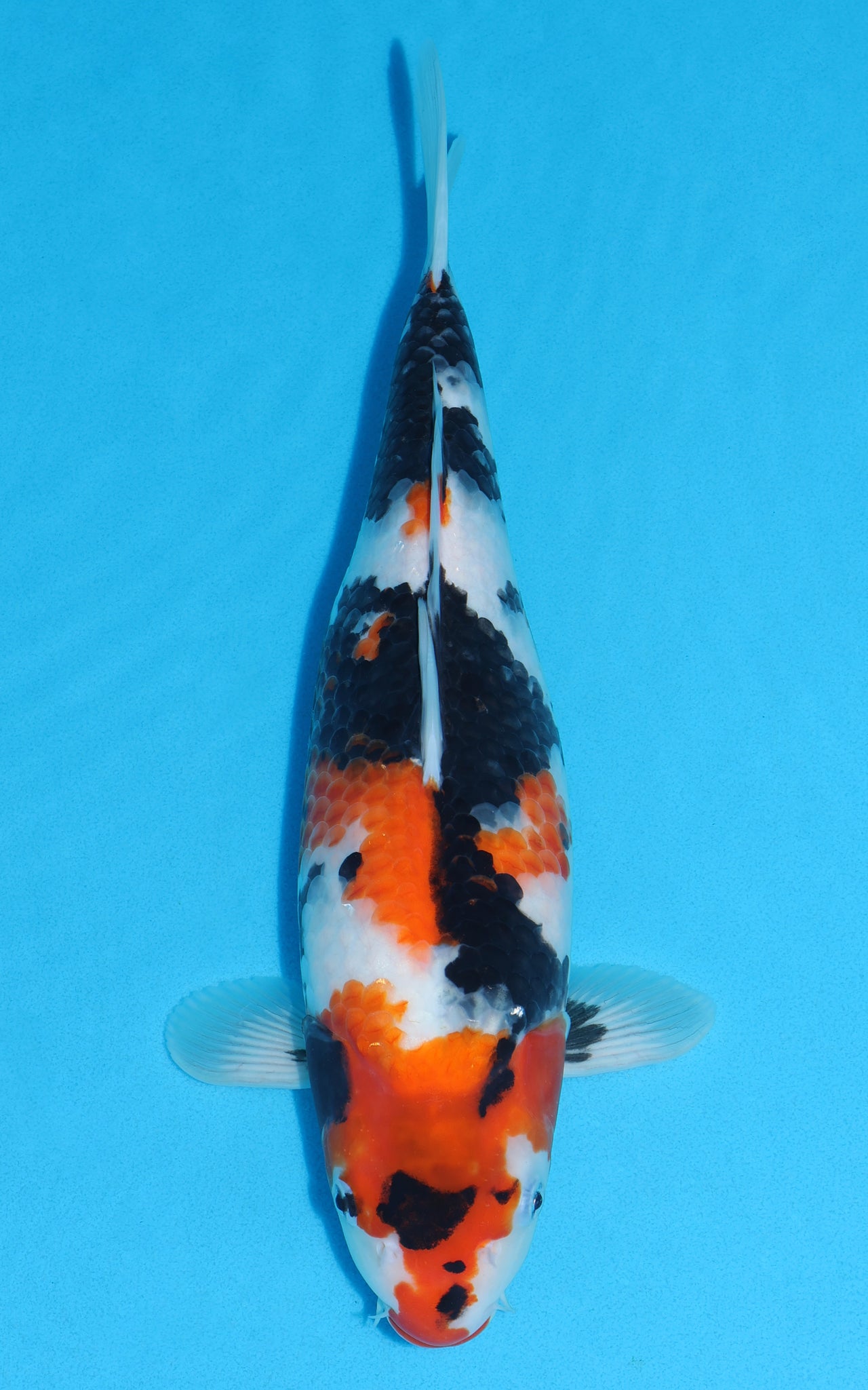 Showa - 41cm REF:451