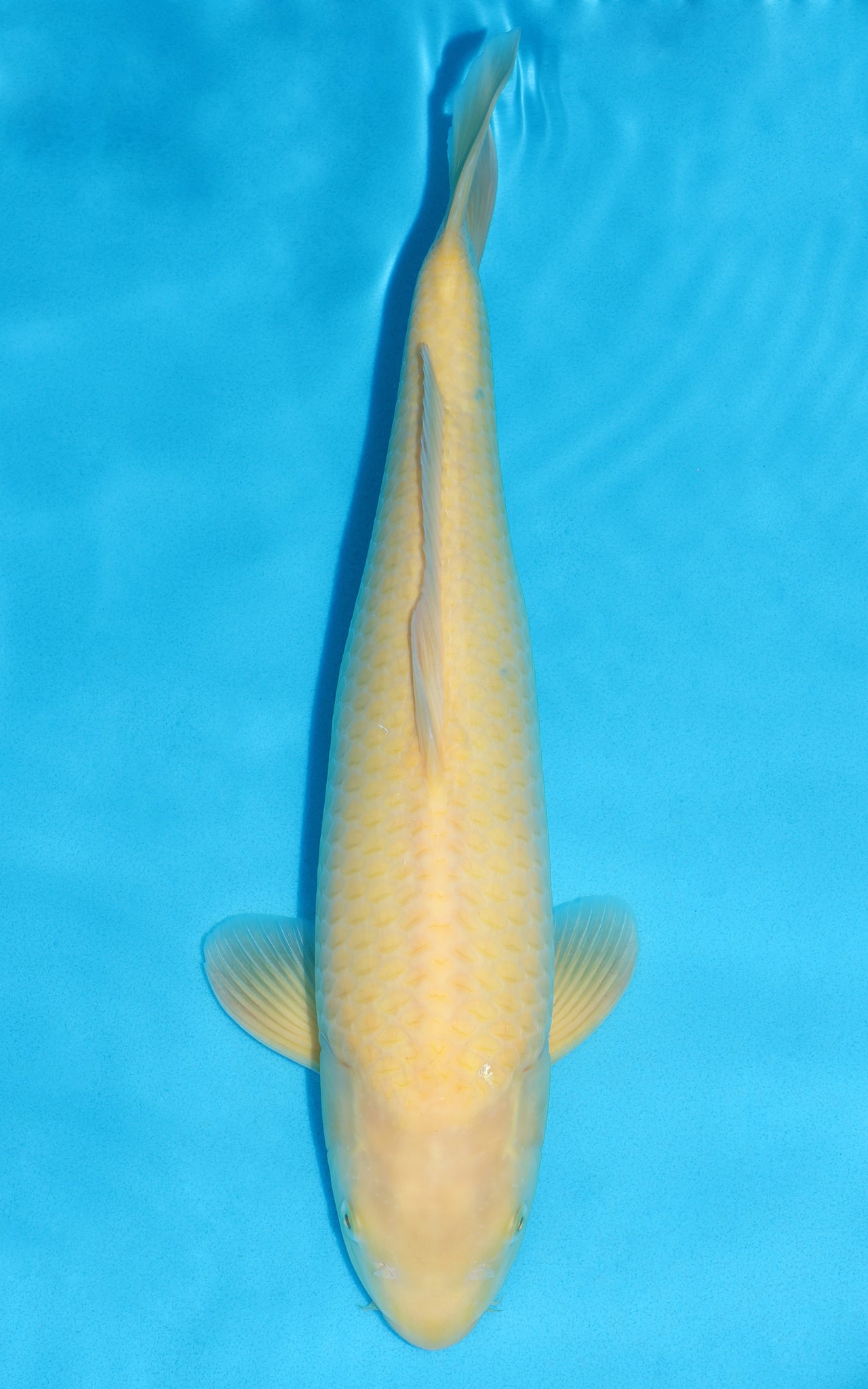 Karashigoi - 46cm REF:39084