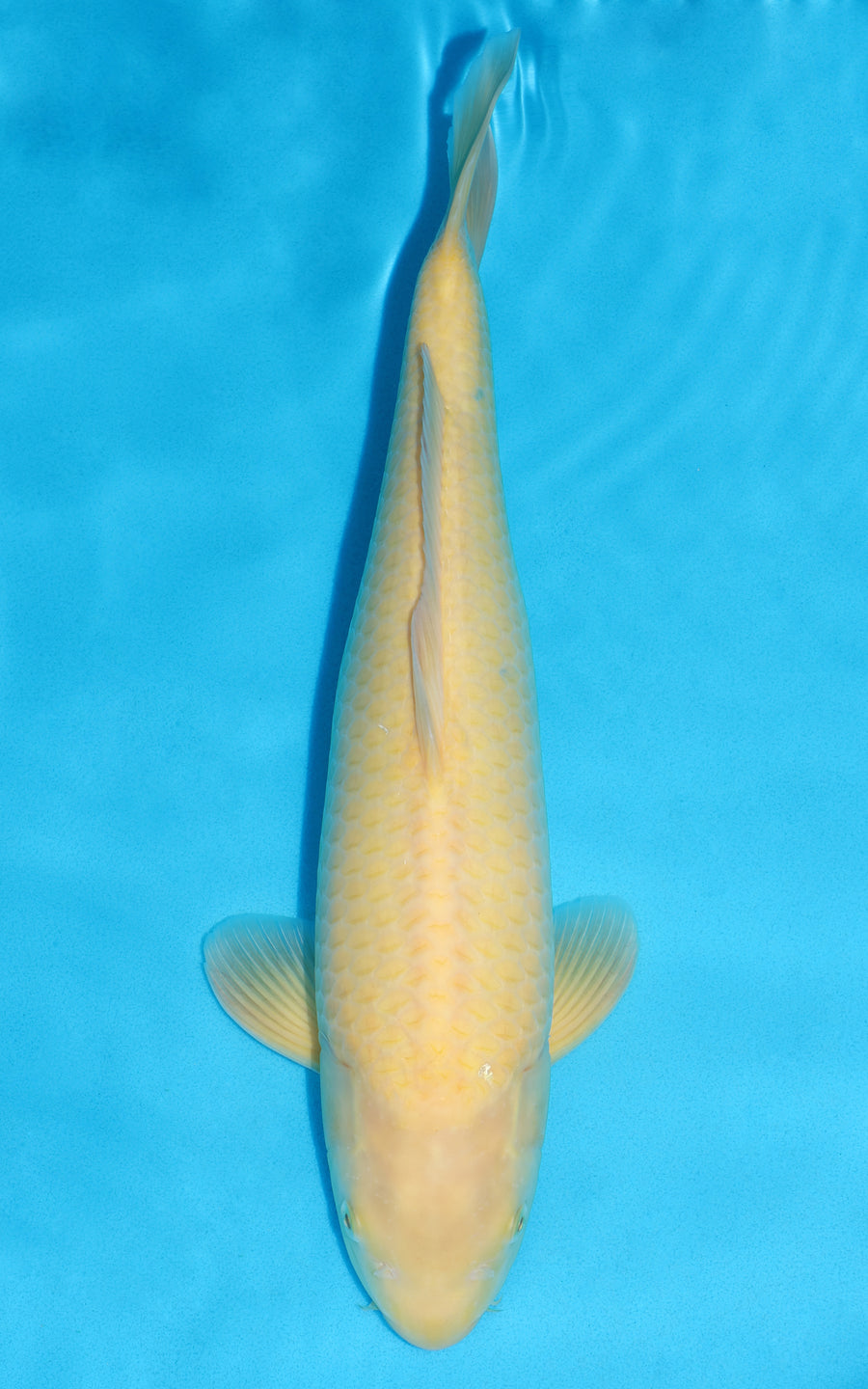 Karashigoi - 46cm REF:39084