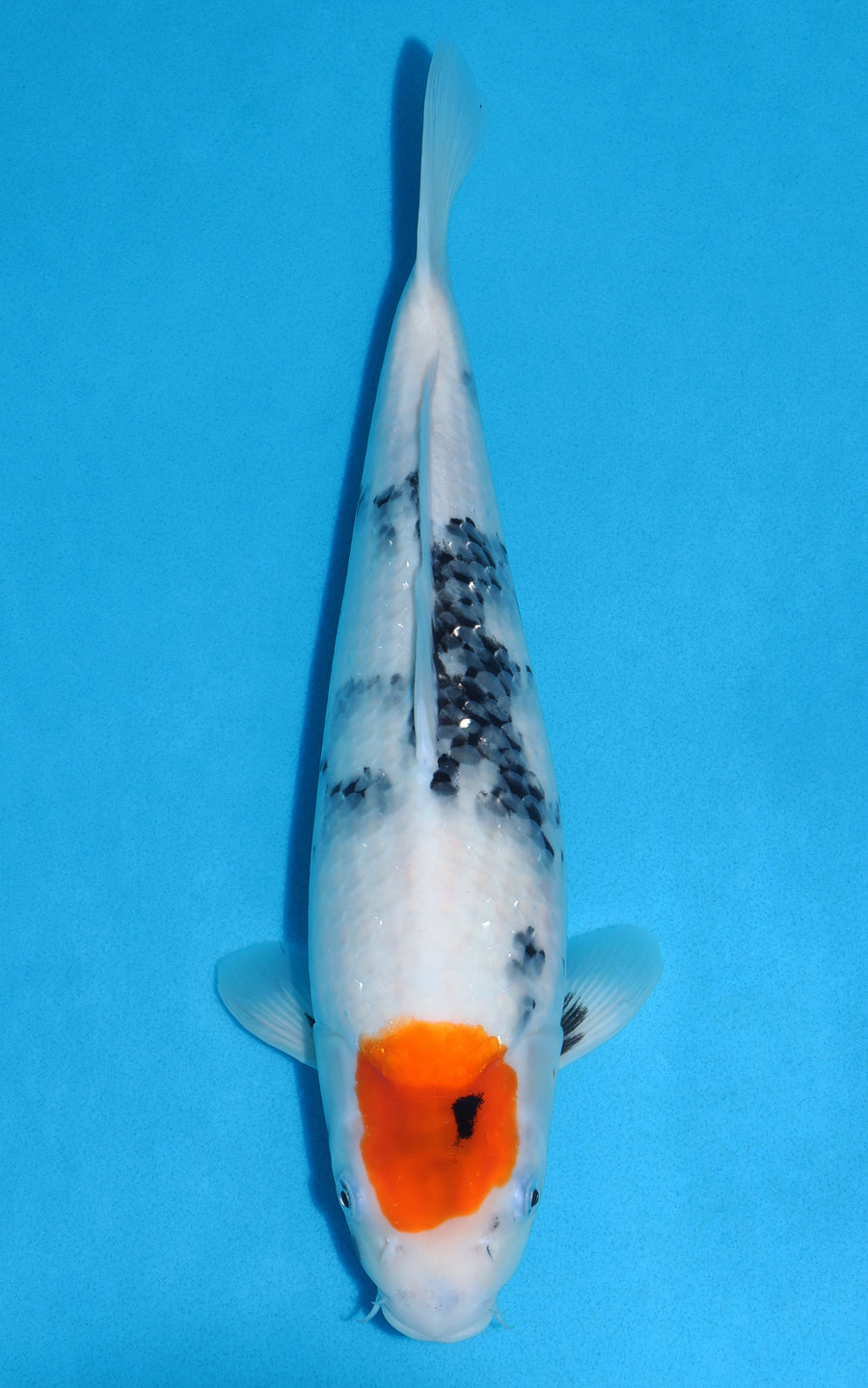 Tancho Showa - 38cm REF:39086