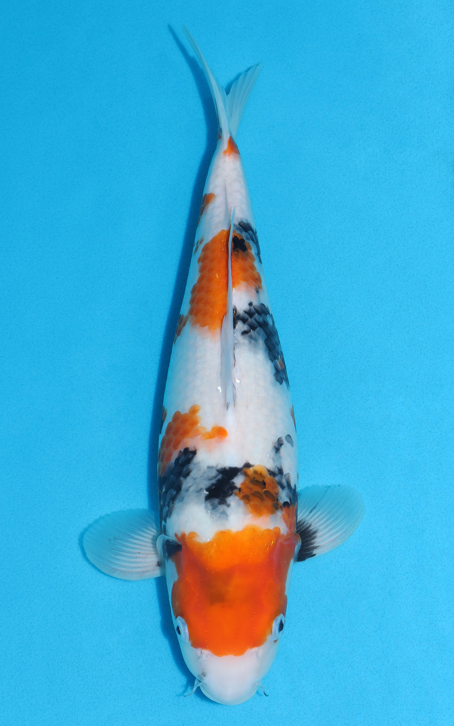 Showa - 39cm REF:29139