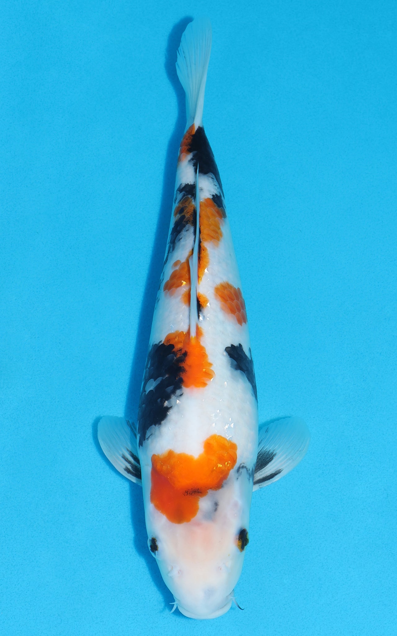 Showa - 37cm REF:19364