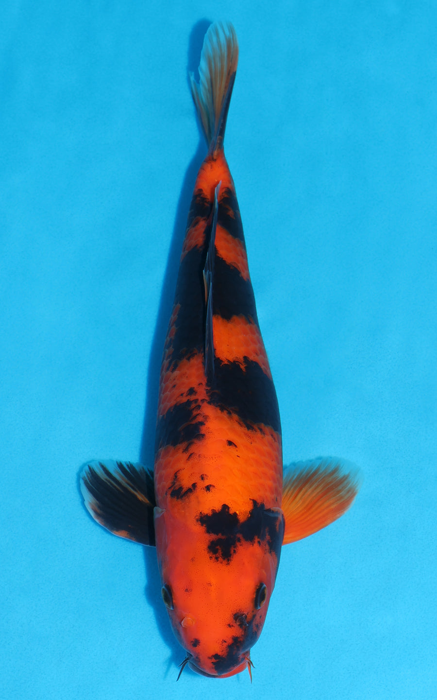 Hi Utsuri - 38cm REF:29141