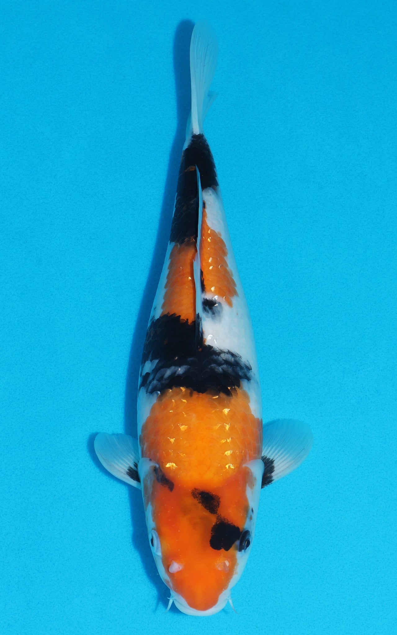 Showa - 35cm REF:19366