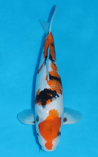 Thumbnail for Showa - 36cm REF:19368