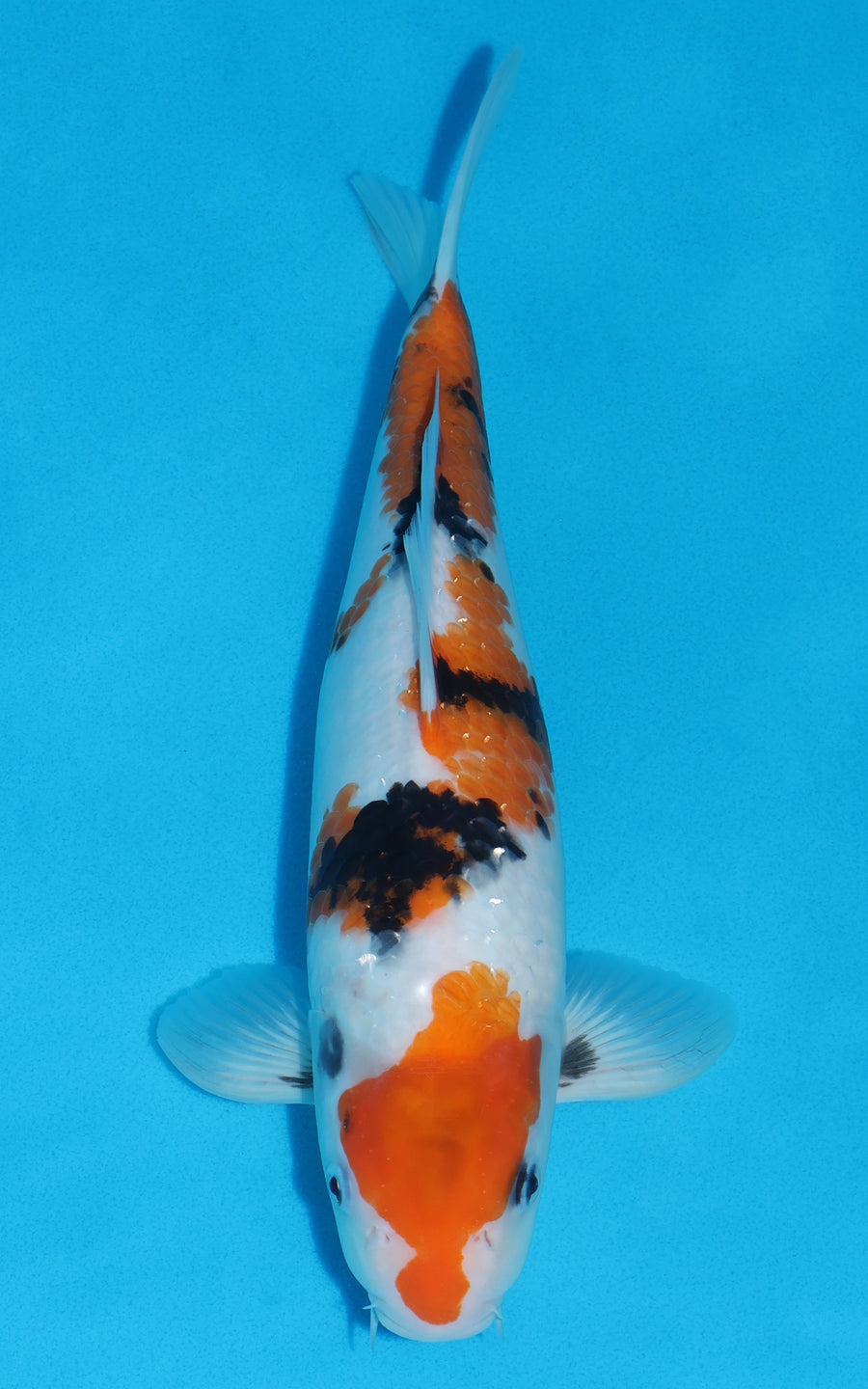 Showa - 36cm REF:19368