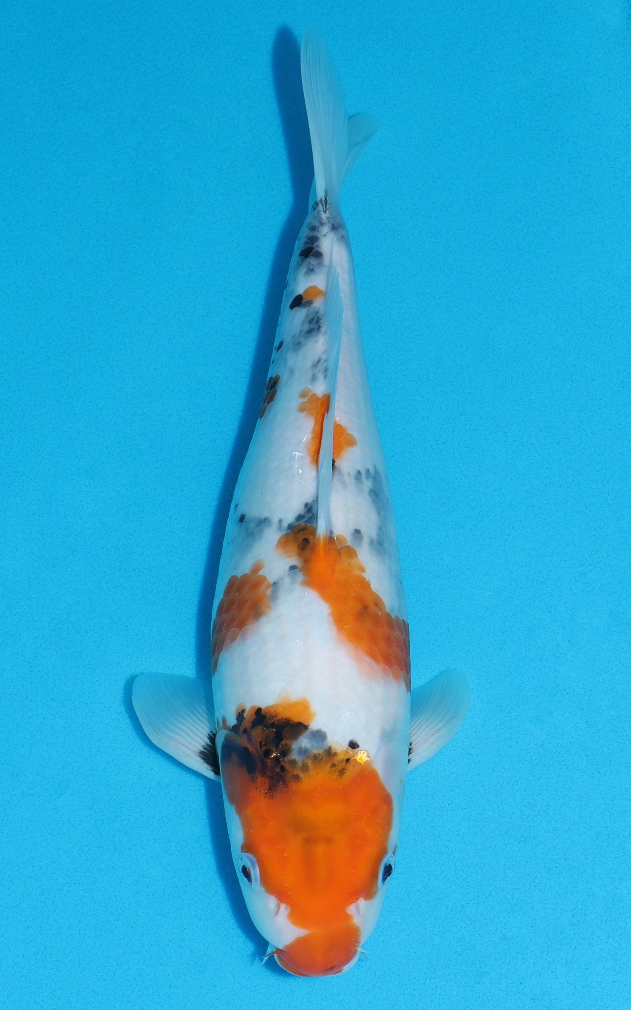 Showa - 36cm REF:19371