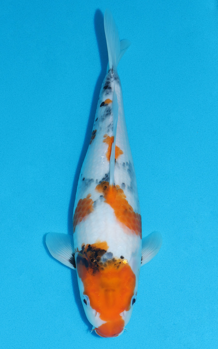 Showa - 36cm REF:19371