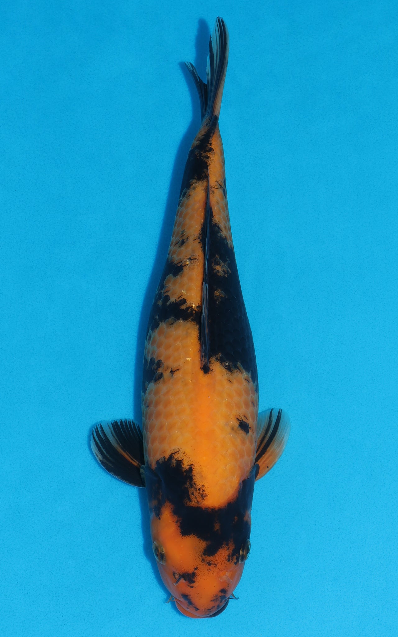 Hi Utsuri - 36cm REF:29148