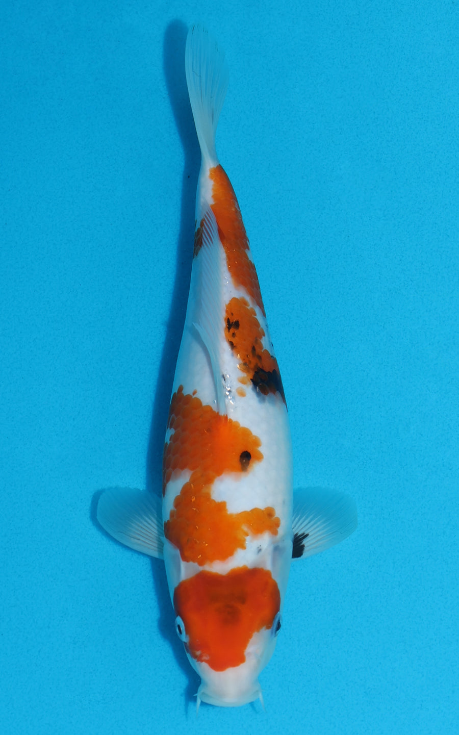 Maruten Showa - 28cm REF:13008