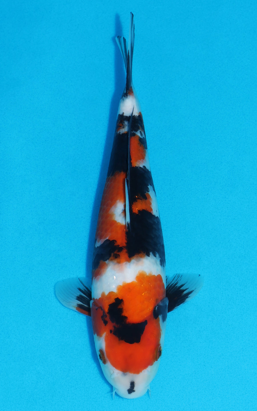 Showa - 29cm REF:29150