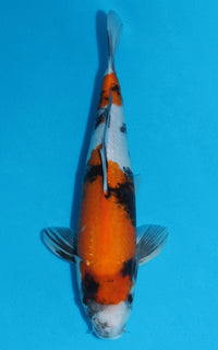 Thumbnail for Showa - 37cm REF:29071