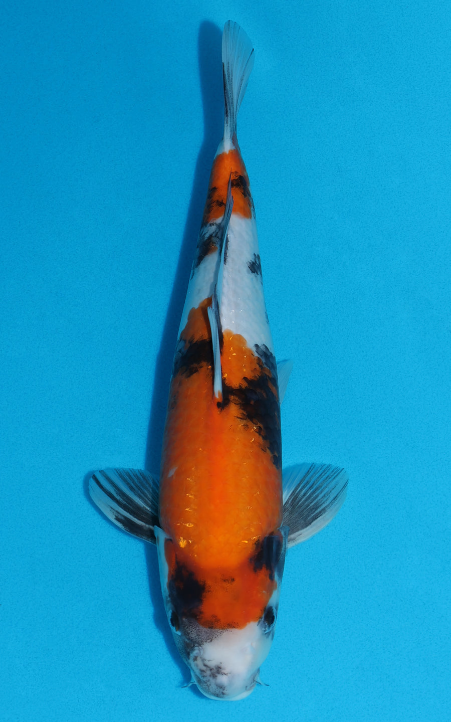 Showa - 37cm REF:29071