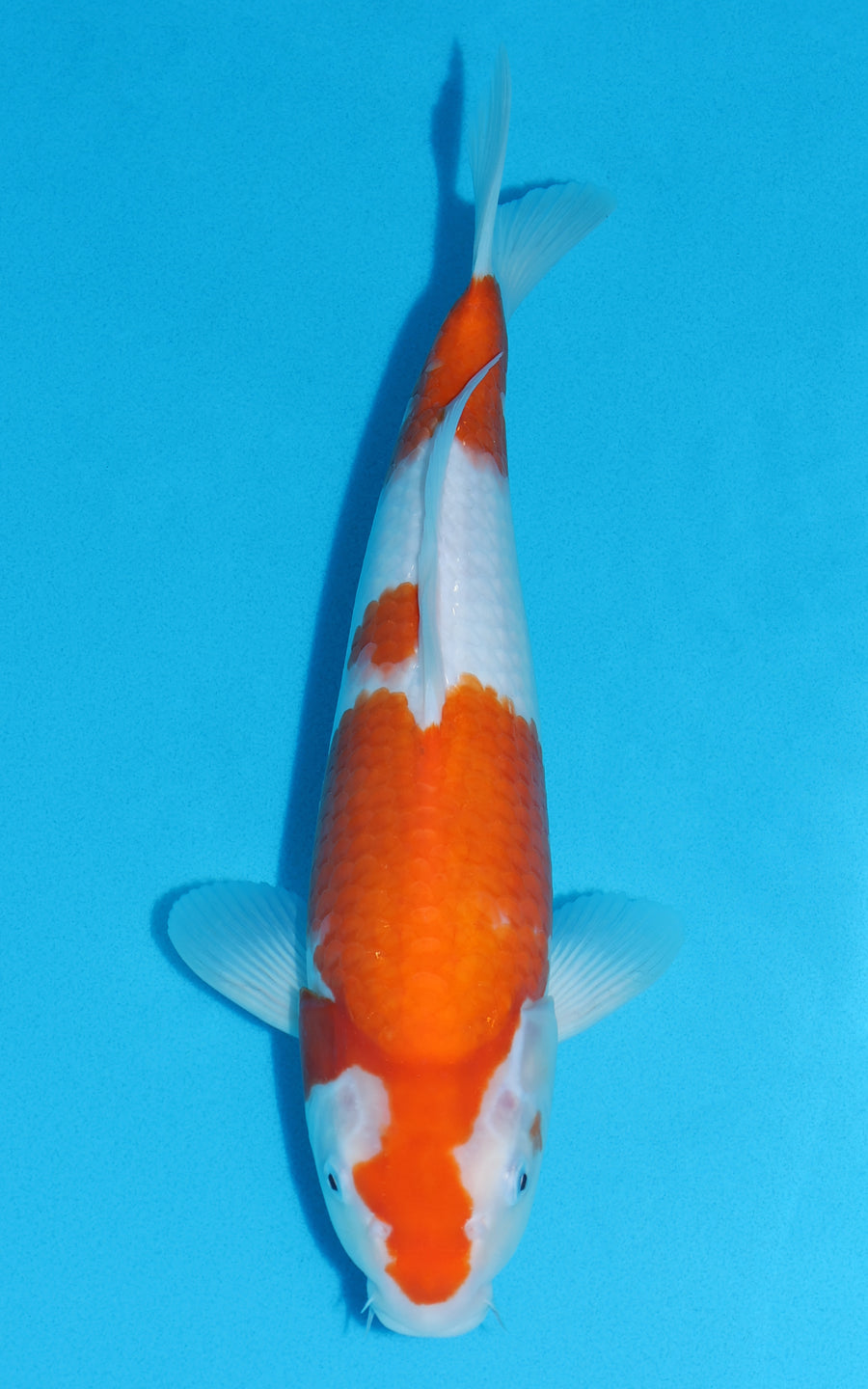 Kohaku - 36cm REF:29072
