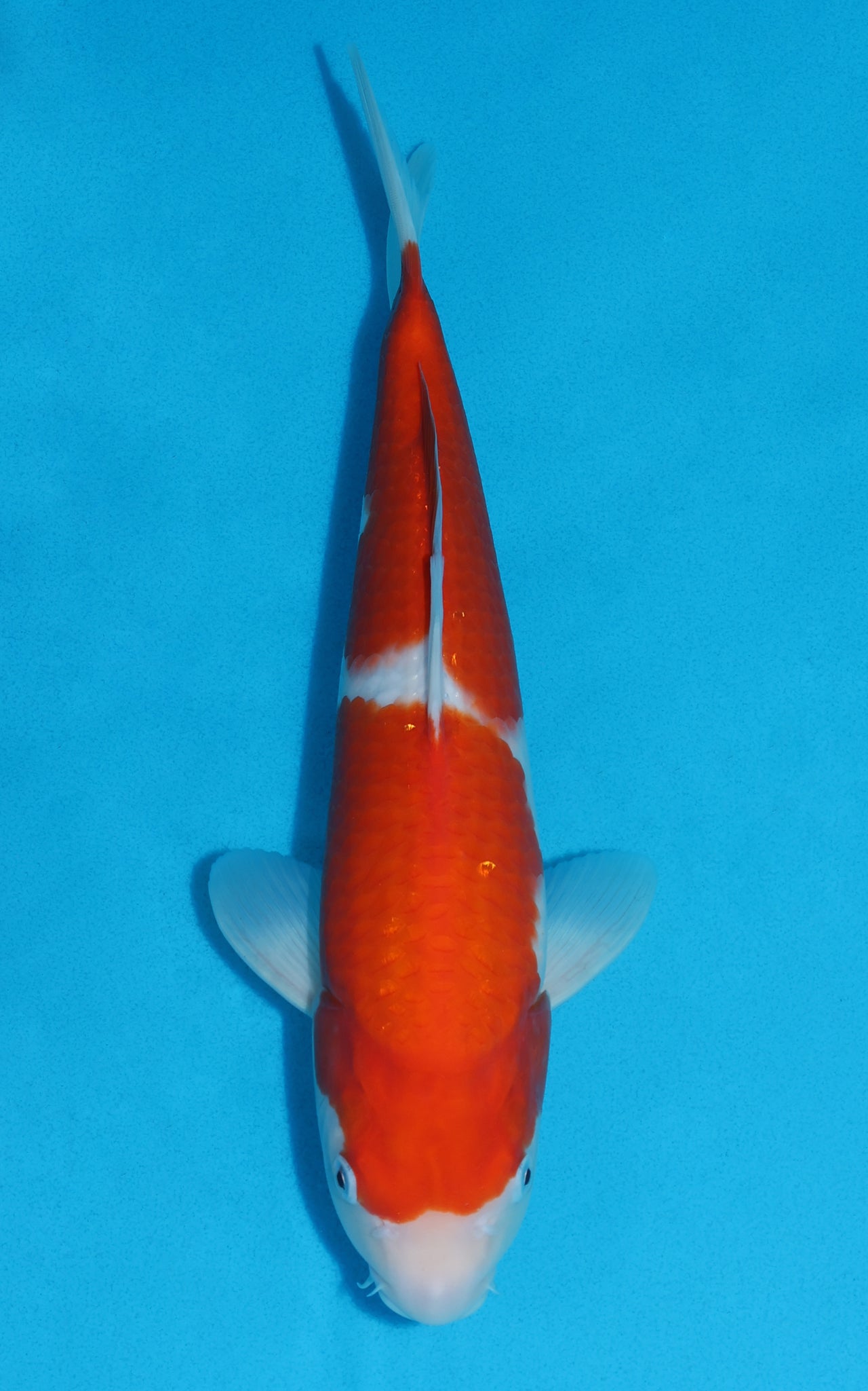 Kohaku - 34cm REF:19081