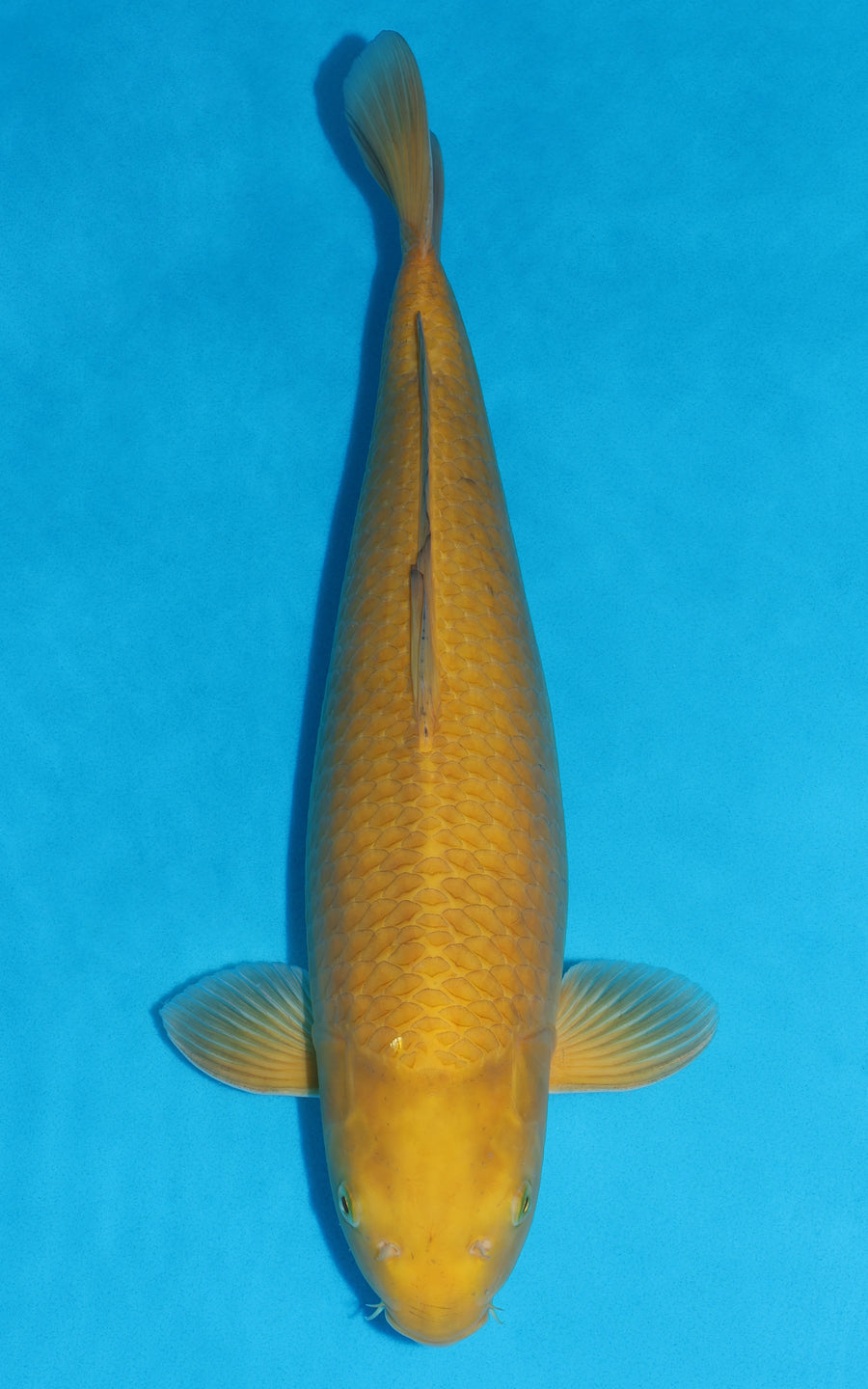 Karashigoi - 53cm REF:461