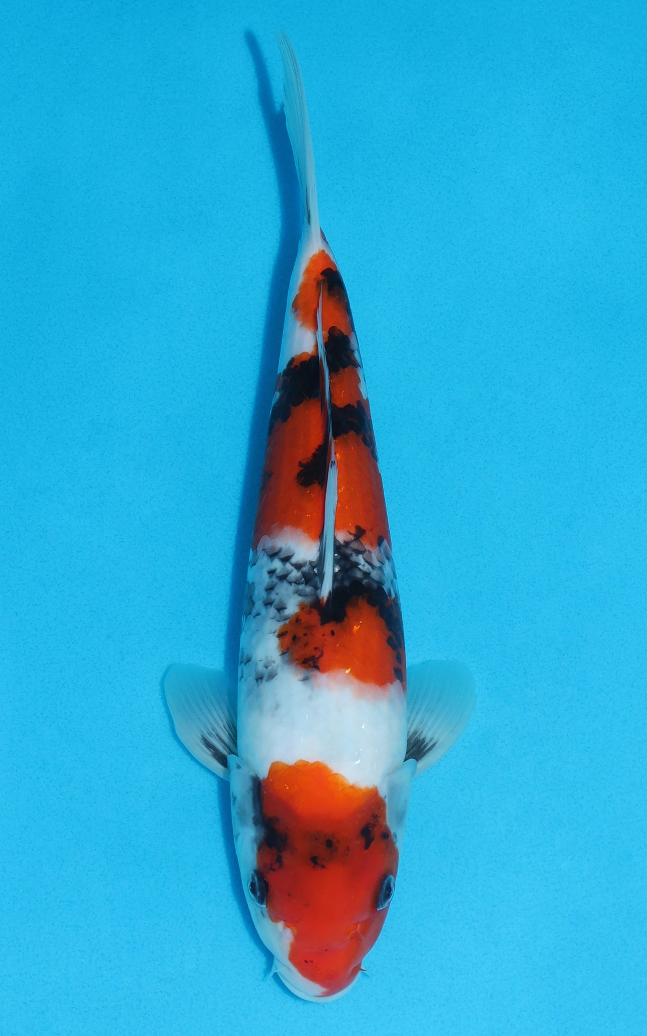 Showa - 31cm REF:19085