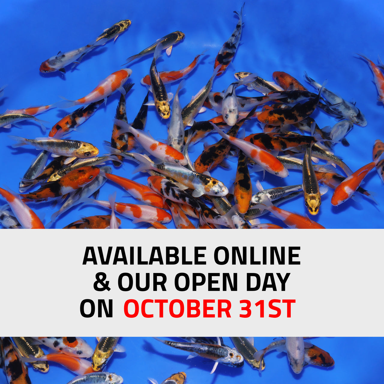 3-4" Koi Mix