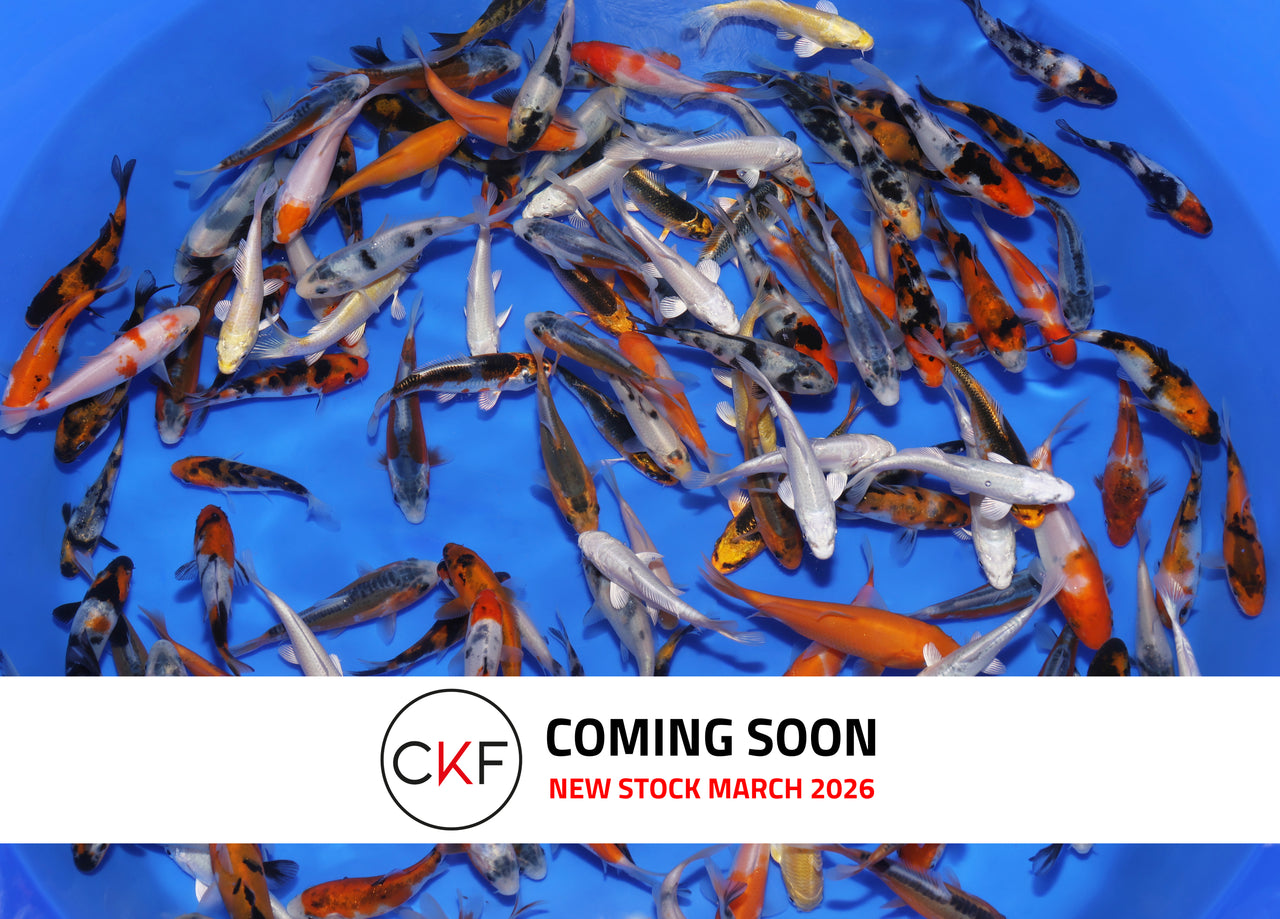 3-4" Koi Mix