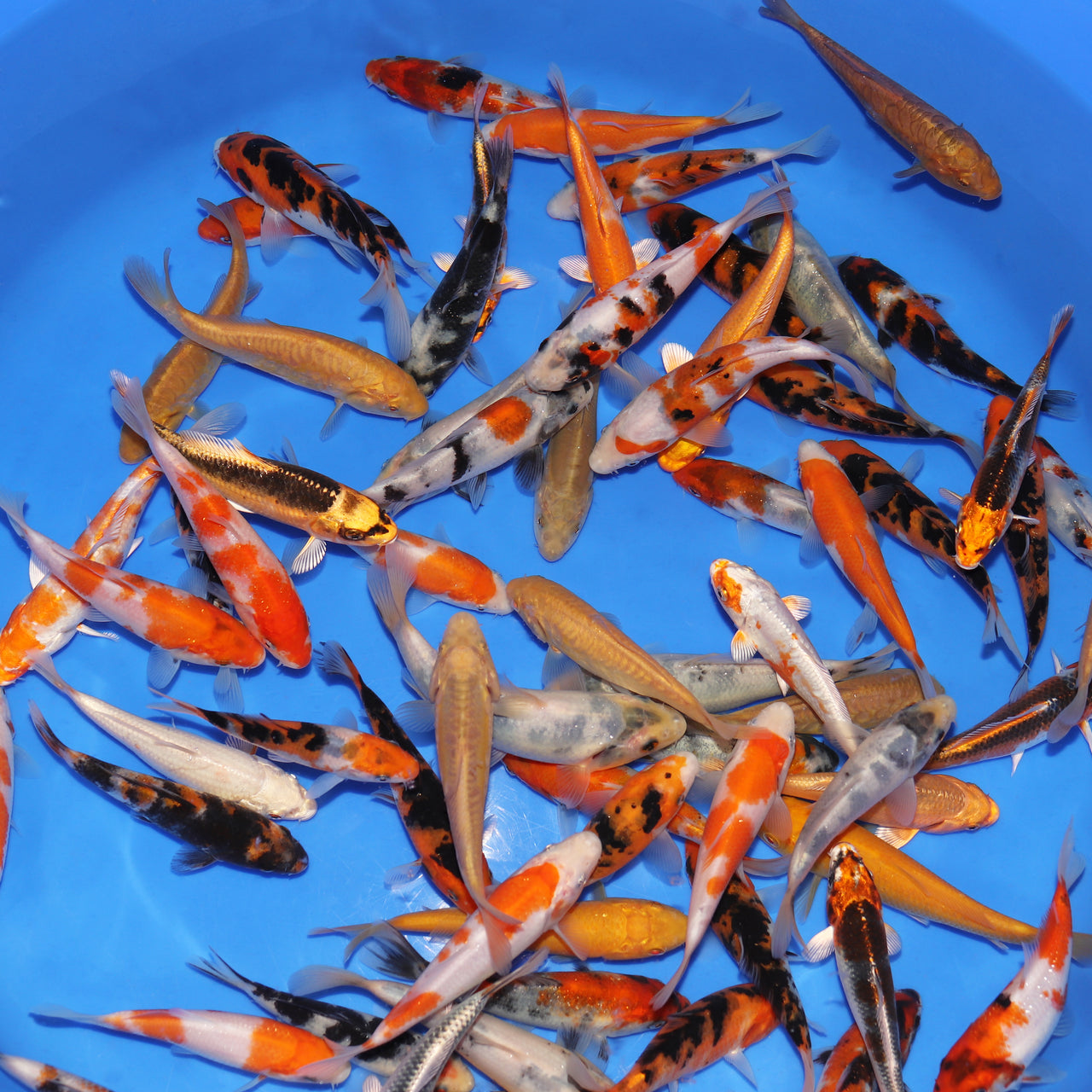 Small Koi Fish Aquarium Small Koi Carp Fish In Plastic Bag From