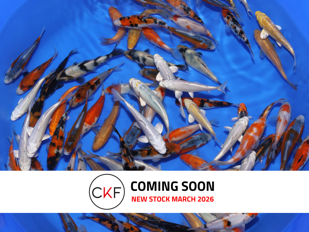 4-5" Koi Mix