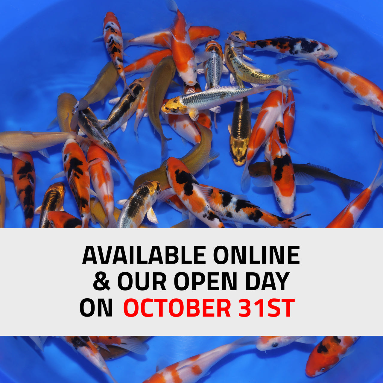 4-5" Koi Mix