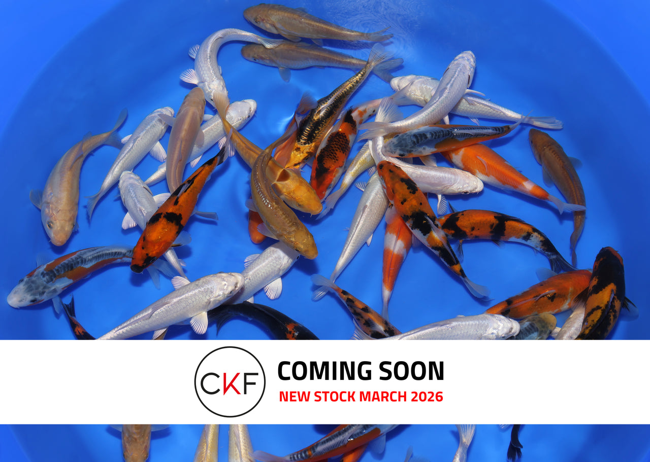 5-6" Koi Mix