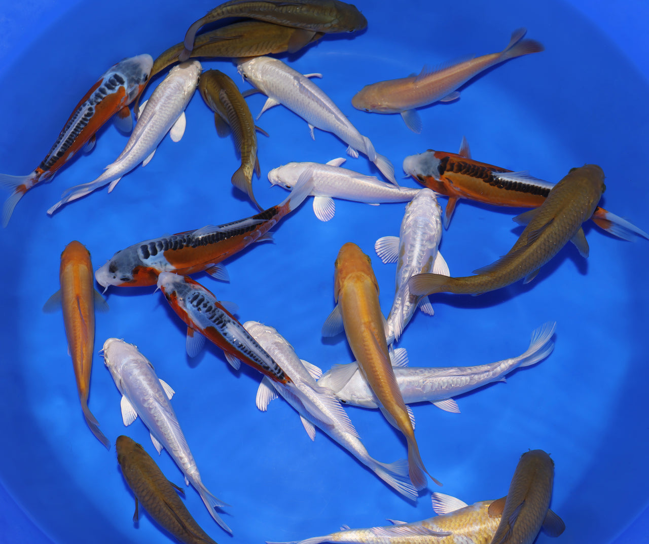 6-8" Koi Mix