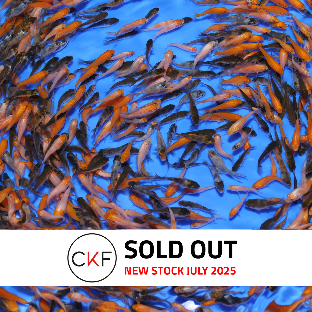 Koi fry food for sale hotsell