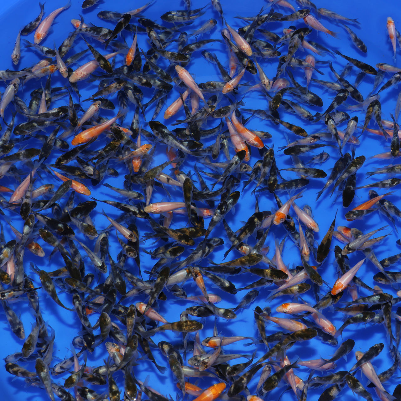 JUMBO Koi Fry (1.5"-2") - BATCH 2