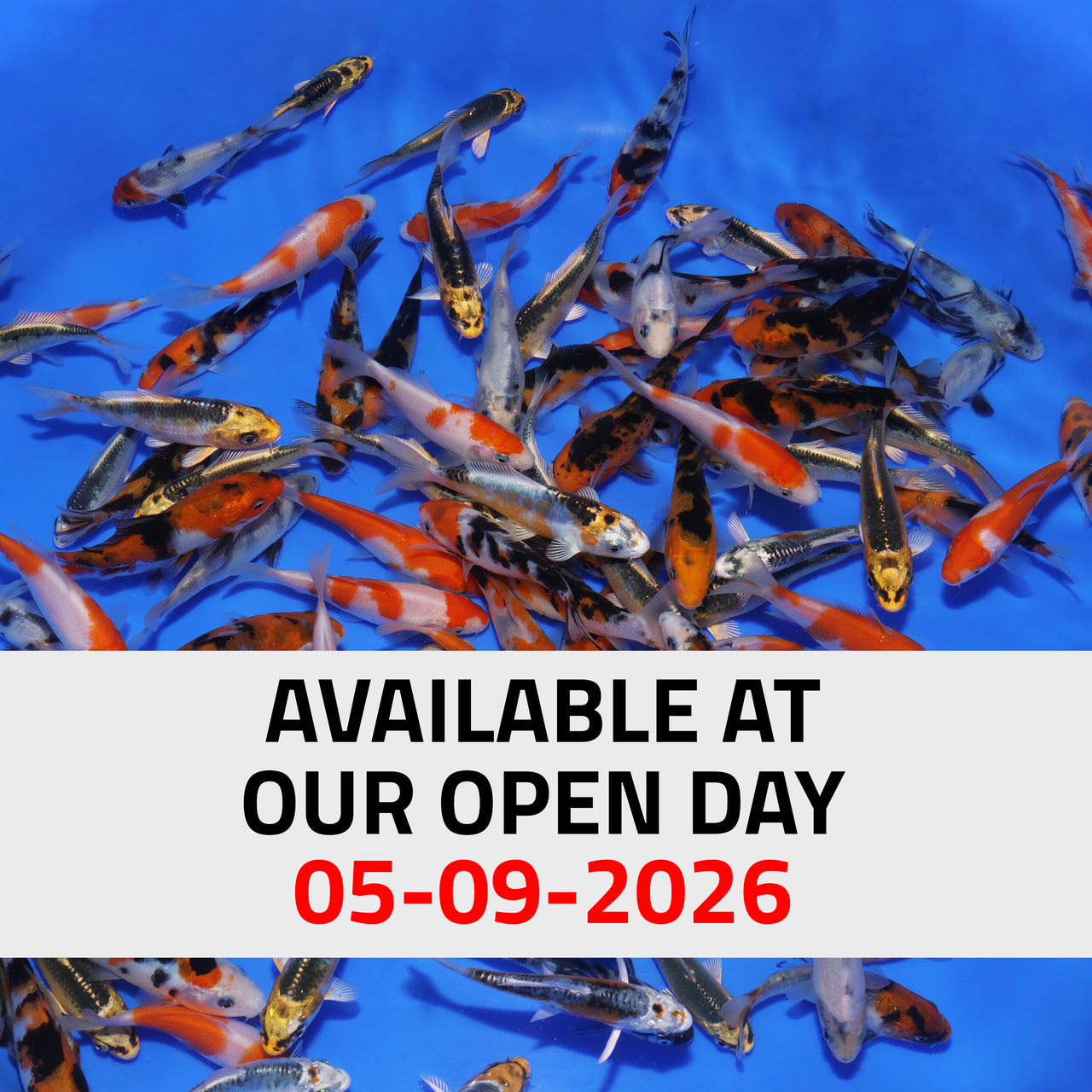 2-3" Koi Mix