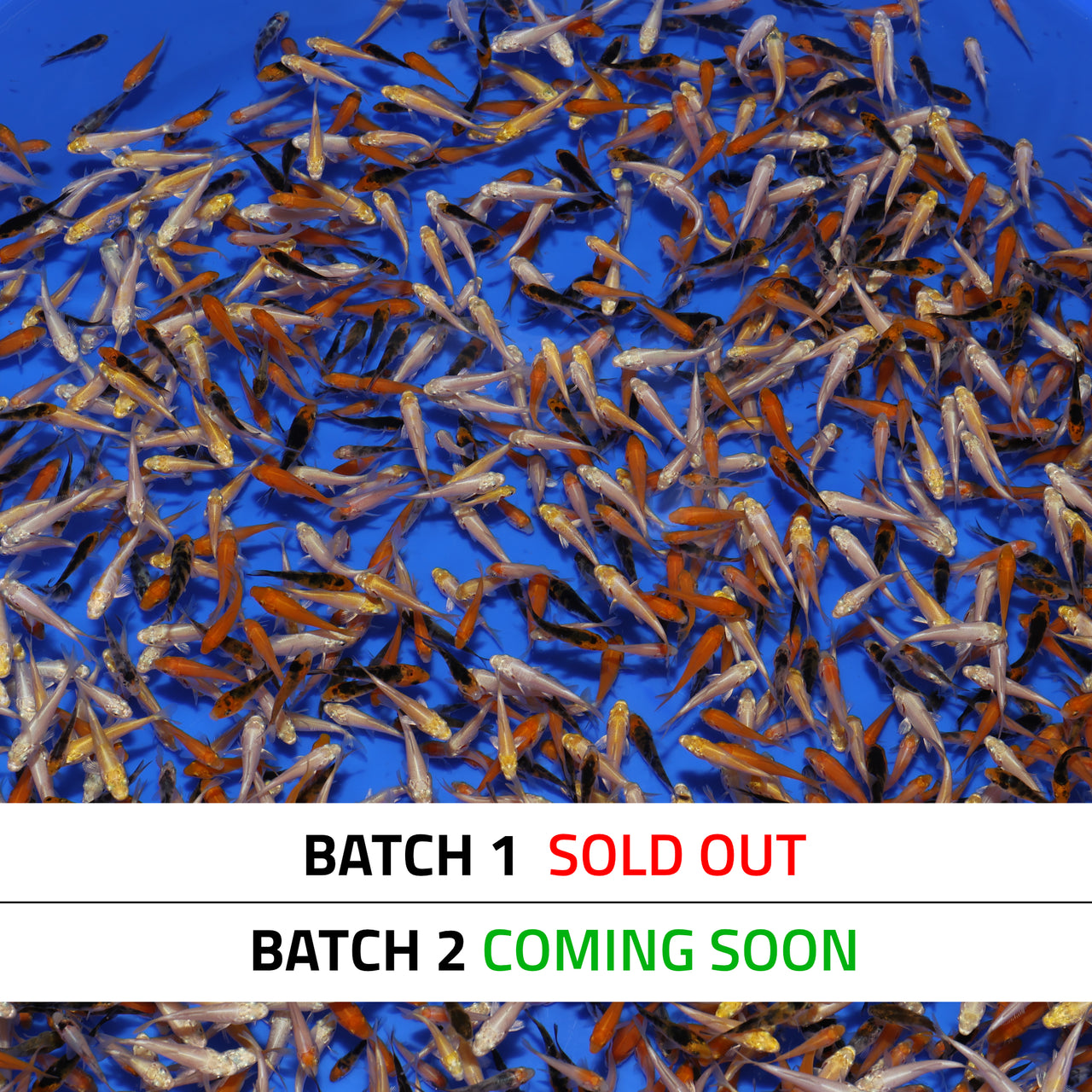 Koi Fry Mix (1") - BATCH 1