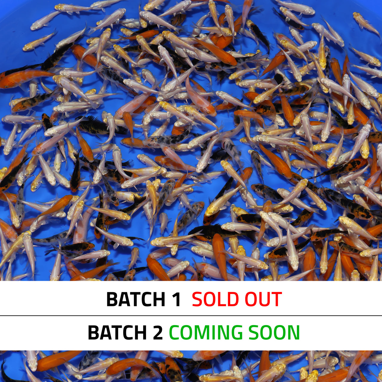 JUMBO Koi Fry (1.5"-2") - BATCH 1