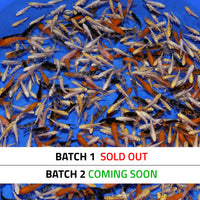 Thumbnail for JUMBO Koi Fry (1.5