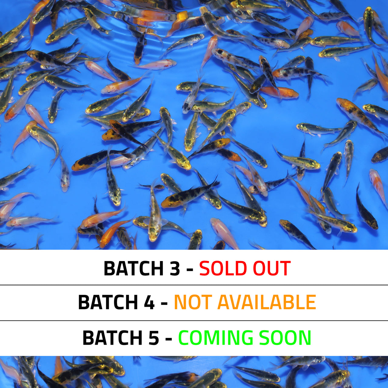 JUMBO Koi Fry (1.5"-2")