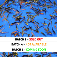 Thumbnail for JUMBO Koi Fry (1.5