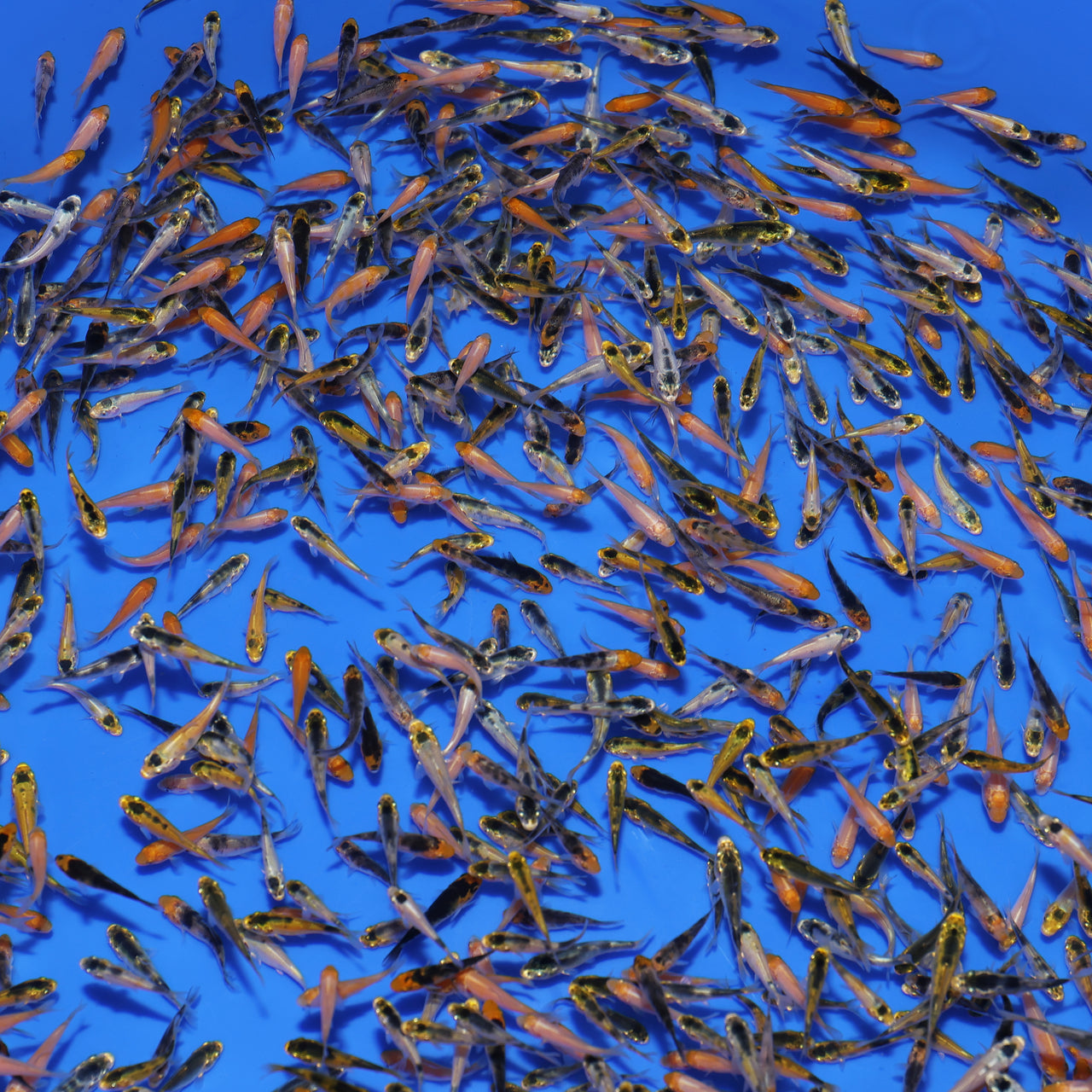 Koi Fry Mix (1")