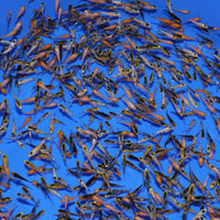 Thumbnail for Koi Fry Mix (1